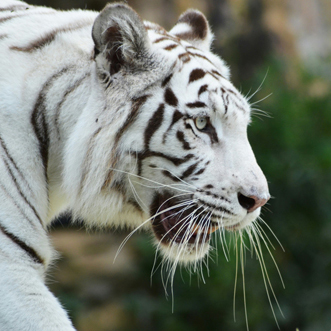 White Tiger